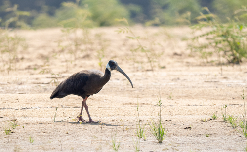 White-shouldered Ibis (Pseudibis davisoni), photo 6