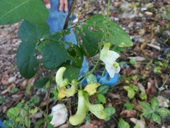 Phaseolus albiflorus