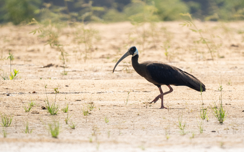 White-shouldered Ibis (Pseudibis davisoni), photo 7