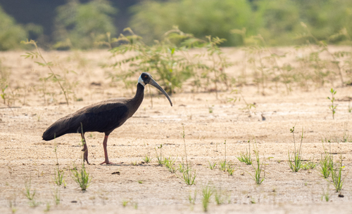 White-shouldered Ibis (Pseudibis davisoni), photo 8