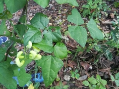 Phaseolus albiflorus