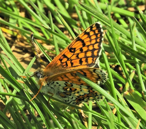 Glanville Fritillary, Sint Pieter, Maastricht, Nederland, photo 9 of 10