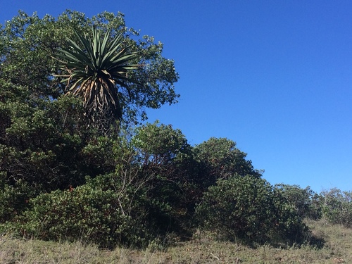 Furcraea longaeva