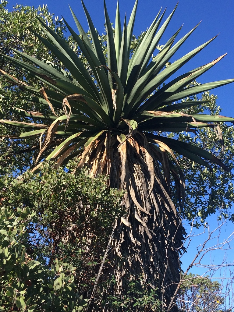 Furcraea longaeva 2