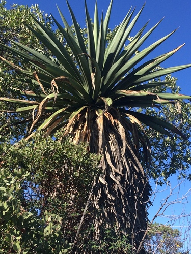 Furcraea longaeva