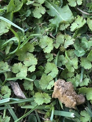 Hydrocotyle moschata moschata