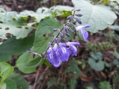 Salvia urolepis