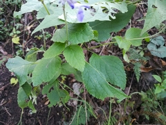 Salvia urolepis