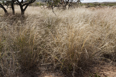 Aristida ternipes gentilis