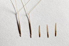 Aristida ternipes gentilis