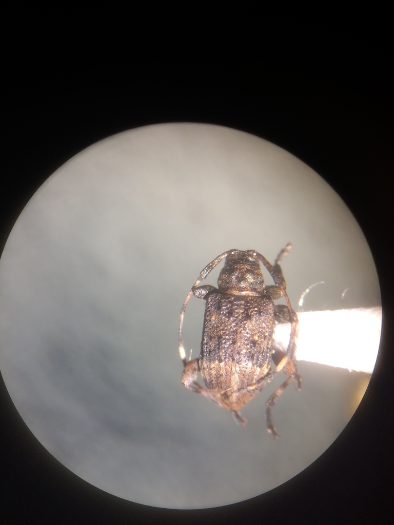 Leptostylus zonatus