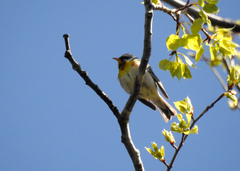 Setophaga americana image