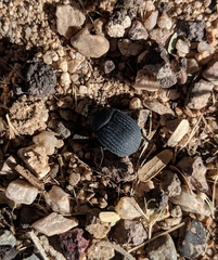 Eusattus reticulatus