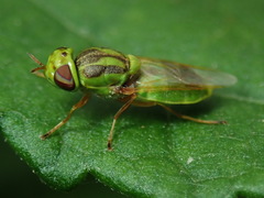 Hedriodiscus trivittatus