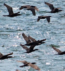 Nannopterum brasilianum