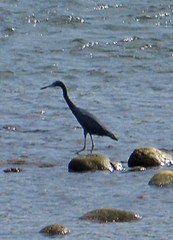 Egretta caerulea