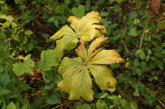 Podophyllum peltatum
