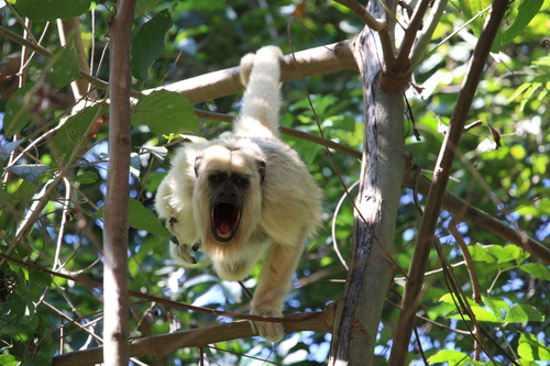 Black-and-gold Howler Monkey