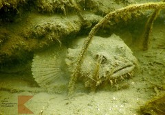 Batrachomoeus dubius