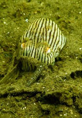 Sepioloidea lineolata