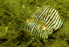 Sepioloidea lineolata