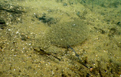 Pseudorhombus jenynsii