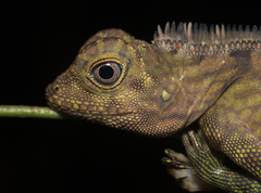 Gonocephalus bornensis