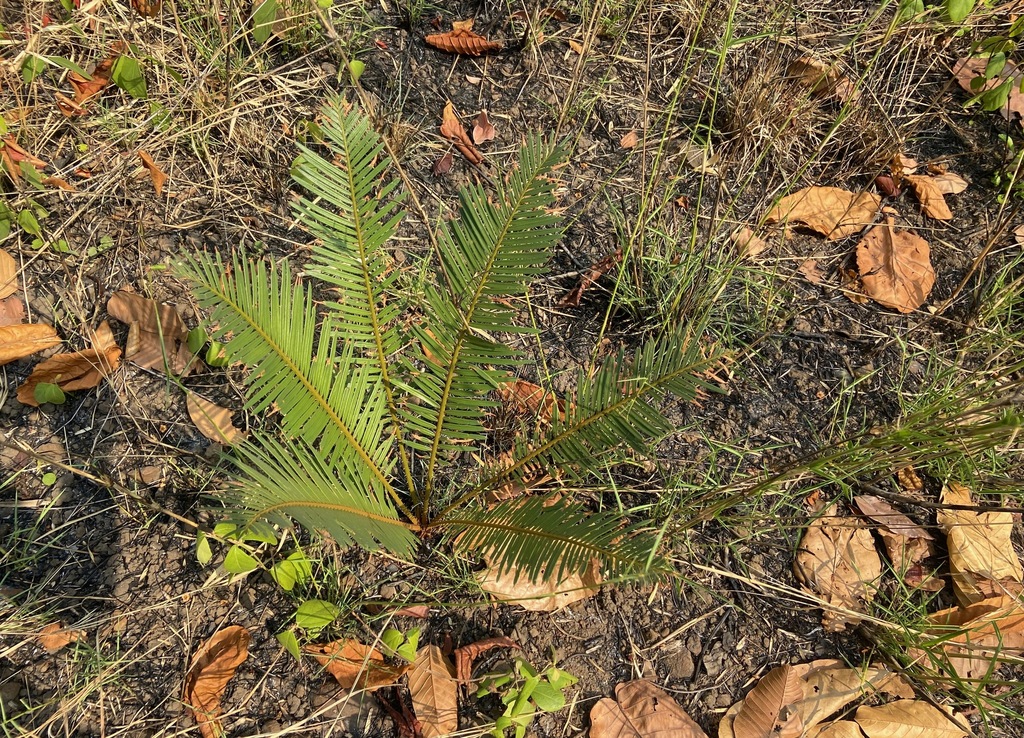 Tuế xiêm – Cycas siamensis