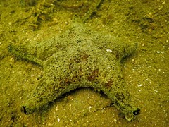Anthenea sidneyensis