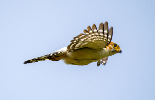 White-rumped Falcon (Neohierax insignis), photo 6