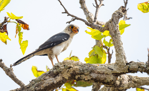 White-rumped Falcon (Neohierax insignis), photo 5