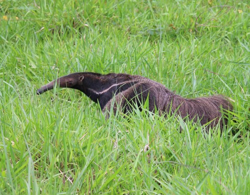 Giant Anteater