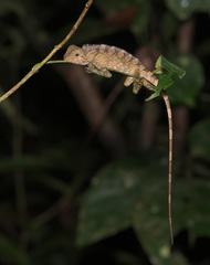 Gonocephalus bornensis