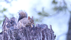 Sciurus niger limitis