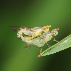 Meromyza
