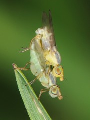 Meromyza