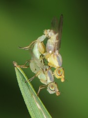 Meromyza