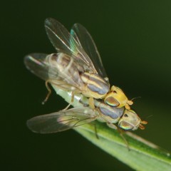 Meromyza