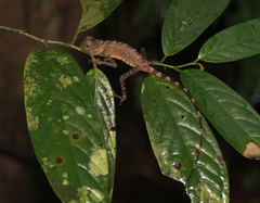 Gonocephalus bornensis