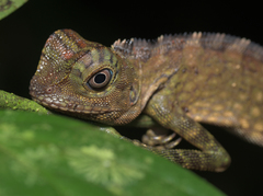 Gonocephalus bornensis