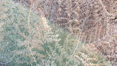 Pellaea mucronata mucronata