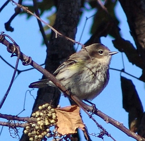 Myrtle Warbler photographed in Arkansas