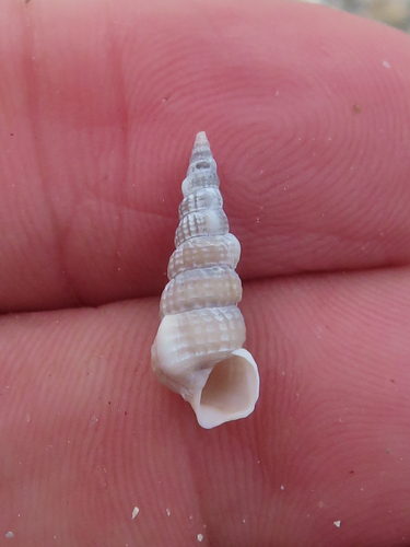 Cerithidea pliculosa, 2023-05-20