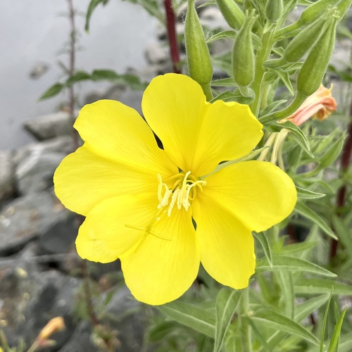 iNaturalist observation photo of tall evening primrose