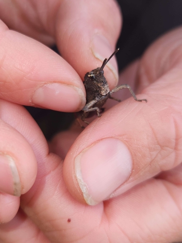 iNaturalist observation photo of Gray Dragon Lubber
