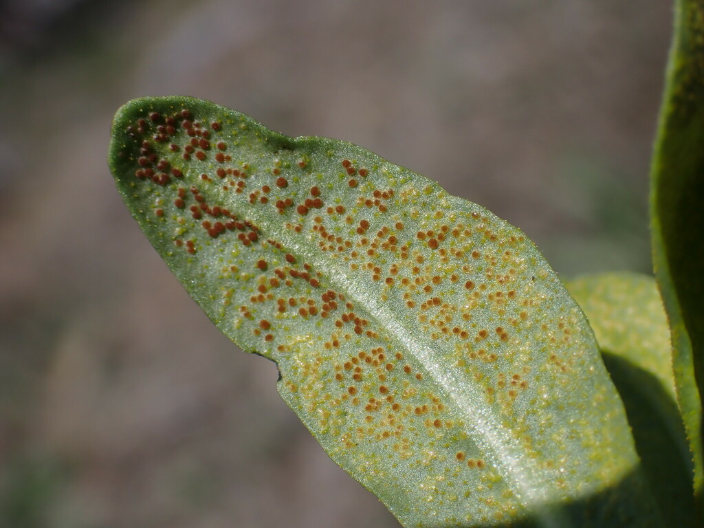 Puccinia sp. 'CA11'