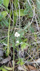 Pimelea carnosa