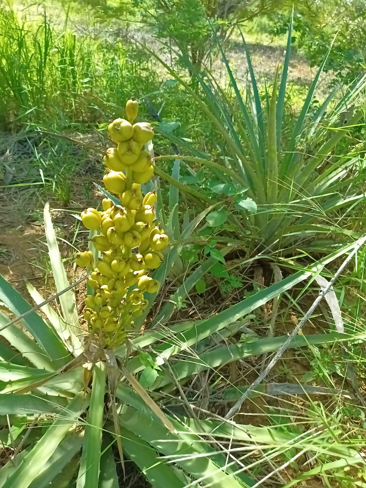 Bromelia laciniosa