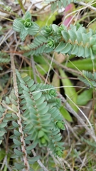 Pimelea carnosa