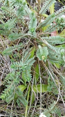 Pimelea carnosa
